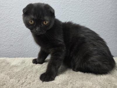 Lucia - Scottish Fold - Gallery Photo #1