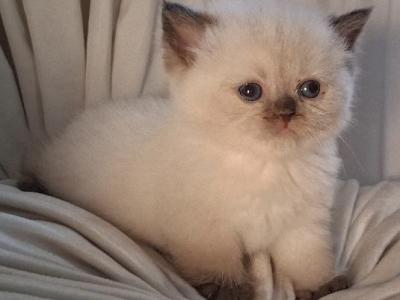 Rolo Not Ready Yet - British Shorthair - Gallery Photo #1