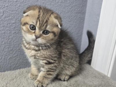 William - Scottish Fold - Gallery Photo #1