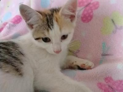Ginger - Domestic - Gallery Photo #1