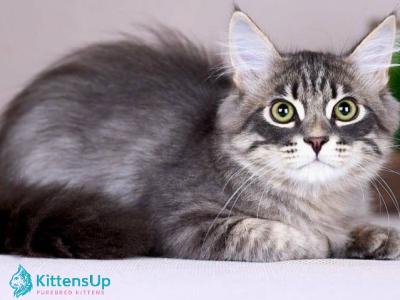 Felix - Siberian - Gallery Photo #1