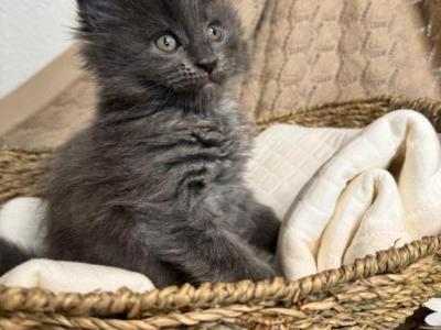 Lipa The Big Paw Club - Maine Coon - Gallery Photo #1
