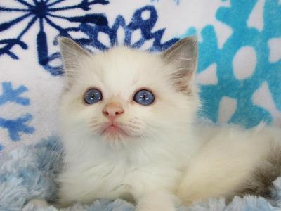 Sprinkles Ragdoll Male Kitten - Ragdoll - Gallery Photo #1