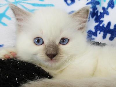 Marshmallow Ragdoll Male Kitten - Ragdoll - Gallery Photo #1