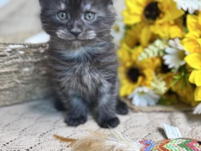 Tweedle Dum - Maine Coon - Gallery Photo #1