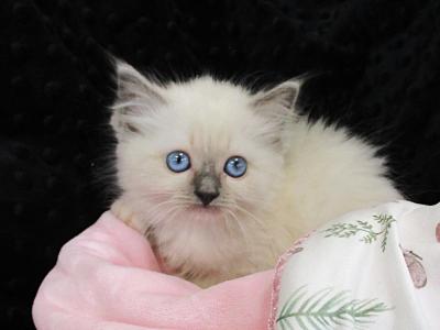 Peace Ragdoll Female Kitten - Ragdoll - Gallery Photo #1