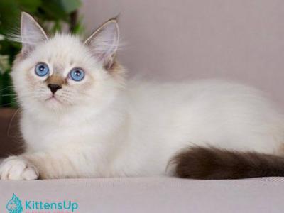 Galaxy - Siberian - Gallery Photo #1