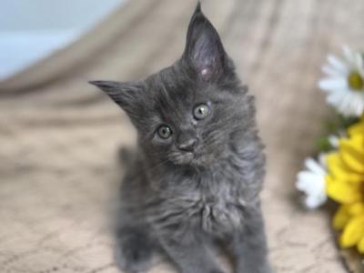 Luna - Maine Coon - Gallery Photo #1