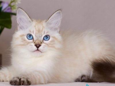 Halva - Siberian - Gallery Photo #1