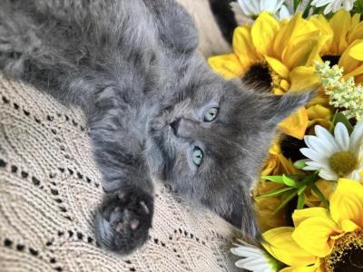 Miley The Big Paw Club - Maine Coon - Gallery Photo #1