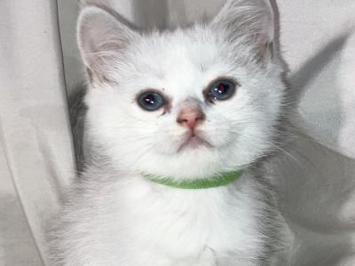 Oliver - British Shorthair - Gallery Photo #1