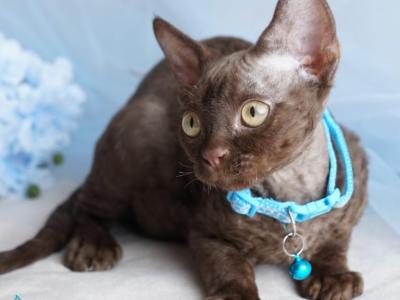 Makar - Devon Rex - Gallery Photo #1