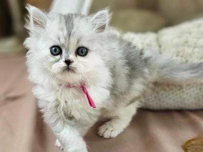 Berry - Persian - Gallery Photo #1