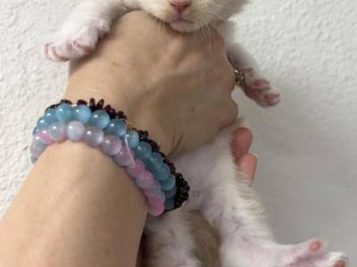 Toothless - Maine Coon - Gallery Photo #1