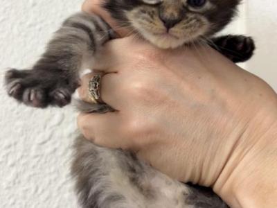 Volka - Maine Coon - Gallery Photo #1