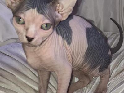 Domino - Sphynx - Gallery Photo #1