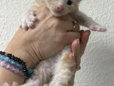 Hiccup - Maine Coon - Gallery Photo #1