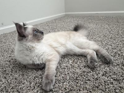 Loky - Ragdoll - Gallery Photo #1