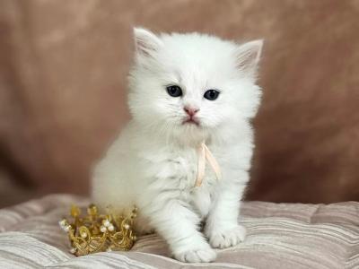 Ariel - Persian - Gallery Photo #1