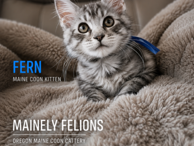 Fern - Maine Coon - Gallery Photo #1