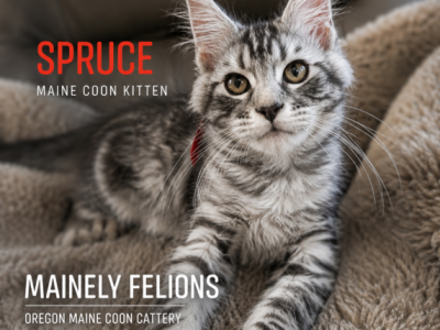 Spruce - Maine Coon - Gallery Photo #1