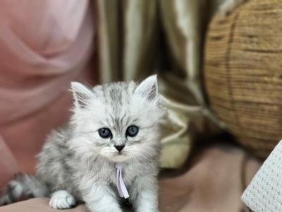 Alvin - Persian - Gallery Photo #1