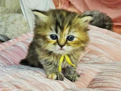 Amy - Persian - Gallery Photo #1