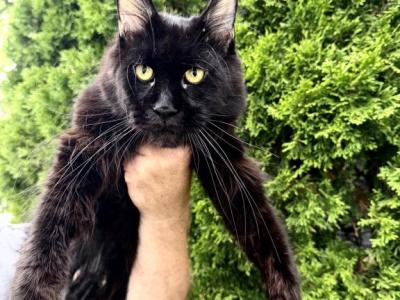 Bohemia - Maine Coon - Gallery Photo #1