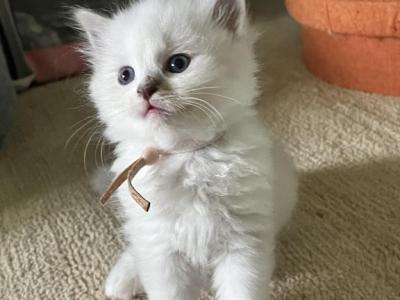 RESERVED Habiba - Ragdoll - Gallery Photo #1