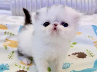 Spot - Persian - Gallery Photo #1