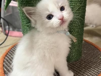 RESERVED Lee - Ragdoll - Gallery Photo #1