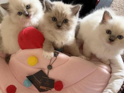 Jasper - Ragdoll - Gallery Photo #1