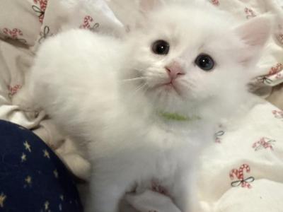 Yoshi Of FirCountry Siberians - Siberian - Gallery Photo #1