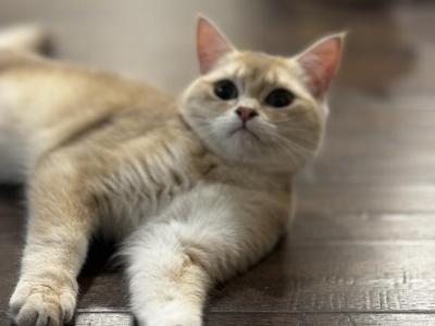 Leo - British Shorthair - Gallery Photo #1