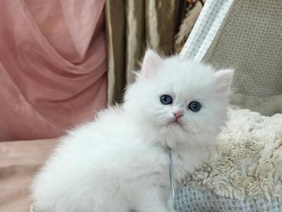 Bambi - Persian - Gallery Photo #1