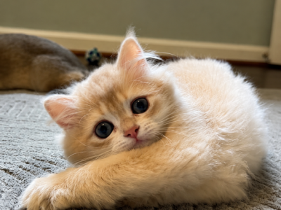 Sirius Longhair - British Shorthair - Gallery Photo #1