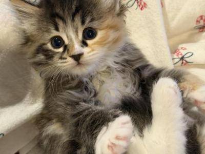 Butterscotch Of FirCountry Siberians - Siberian - Gallery Photo #1