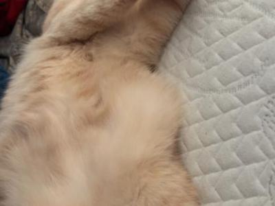 Kitty - American Shorthair - Gallery Photo #1