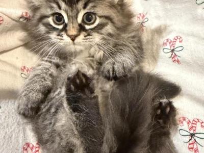 Otter Of FirCountry Siberians - Siberian - Gallery Photo #1