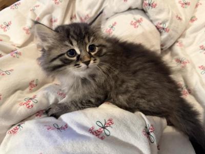 Earl Grey Tea Of FirCountry Siberians - Siberian - Gallery Photo #1