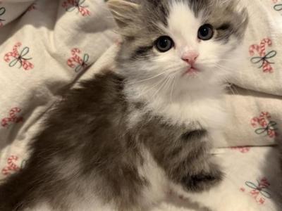 Sushi Of FirCountry Siberians - Siberian - Gallery Photo #1