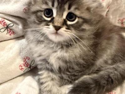 Susuwatari Of FirCountry Siberians - Siberian - Gallery Photo #1
