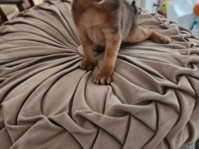 Bruno - Abyssinian - Gallery Photo #1