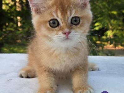 Kesha - British Shorthair - Gallery Photo #1