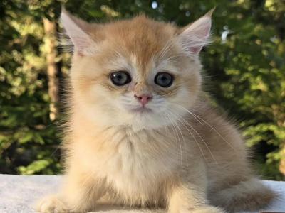 Kuzya - British Shorthair - Gallery Photo #1