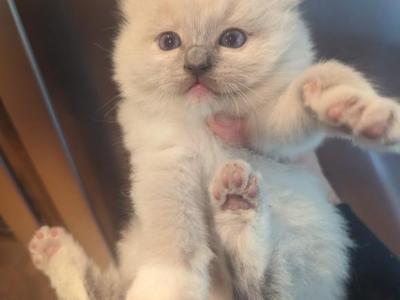 Garfeild Blue Mitted - Ragdoll - Gallery Photo #1