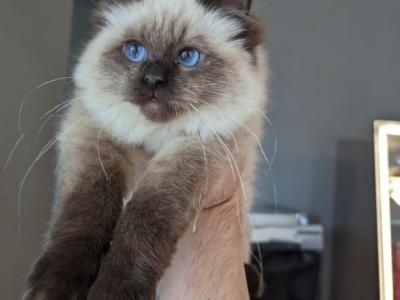 Dario Seal Oint - Ragdoll - Gallery Photo #1