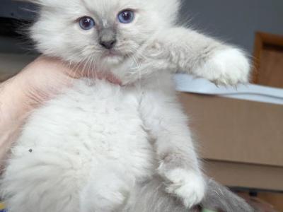Azura Blue Mitted - Ragdoll - Gallery Photo #1