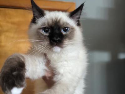 Cindy Seal Mitted - Ragdoll - Gallery Photo #1