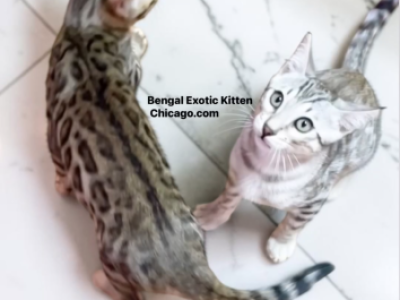 Bengal Kitten Silver Male - Bengal - Gallery Photo #1